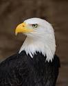 The Strange History of America's Bald-Eagle Obsession - The Atlantic