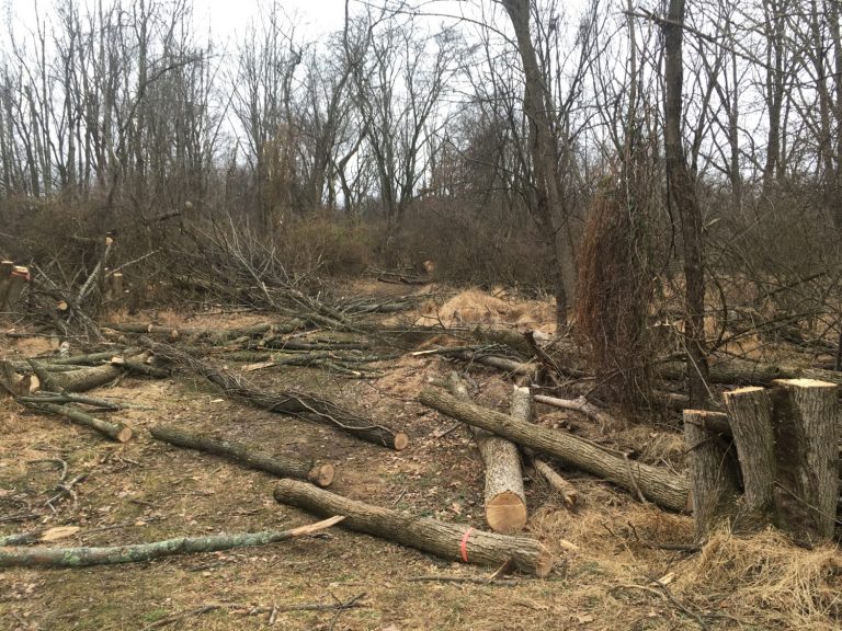 Ash Trees And The Devastation Of The Emerald Ash Borer | Director's Blog