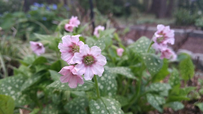 A Rose by Any Other Colour Would Have a Different Meaning! - Salisbury  Greenhouse - Blog