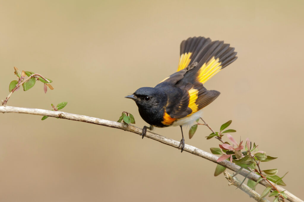 A black bird stands on a branch and fans out its tail. It has streaks of yellow and orange and is very handsome.