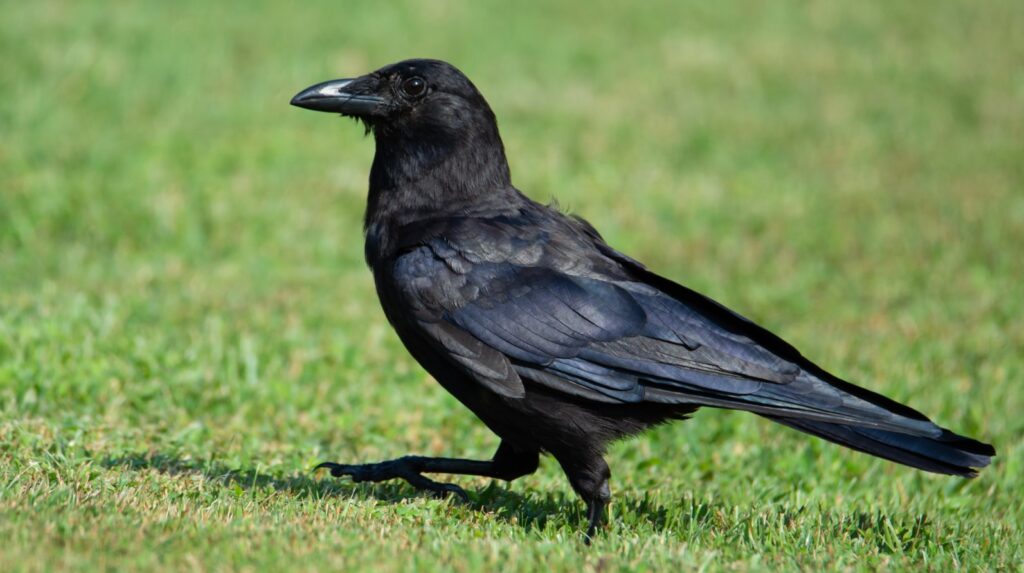 A big black American Crow stands on some grass.