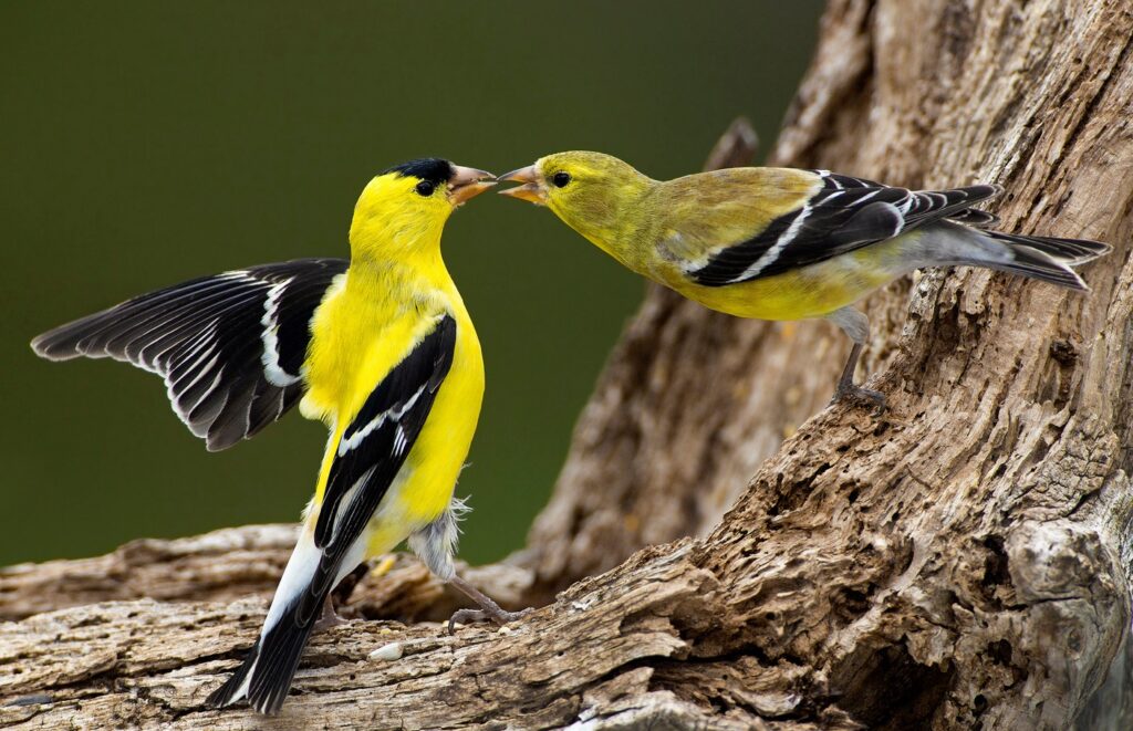 A vibrant yellow male Goldfinch feeds a paler yellow female.