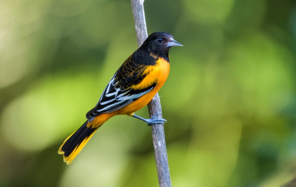 A black bird with an orange chest, belly, and tail stands on a branch. It has a pointy black beak and some white accents on its wings. 