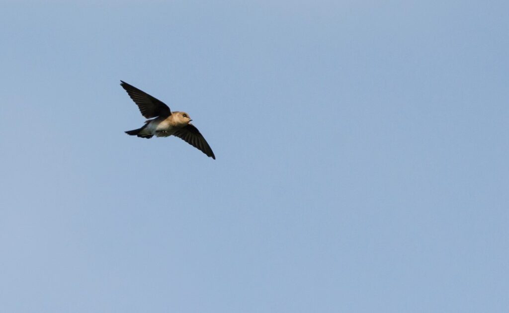 A bird that resembles a bat soars in front of a pure blue sky. 