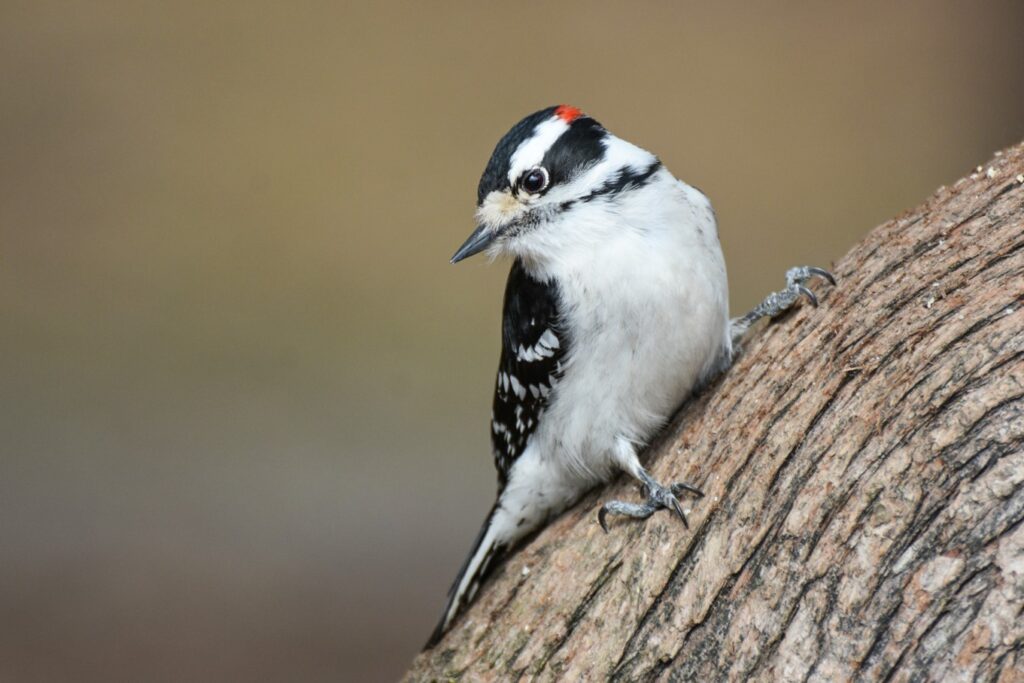 A small black and white woodpecker clings to a wooden tree. 