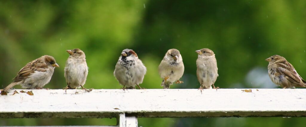 Six small brown House Sparrows perch on a wooden railing.