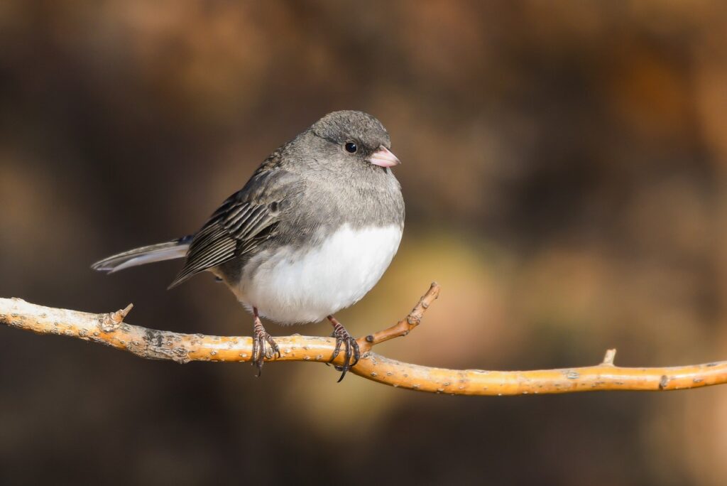 A gray bird with a pink beak and snow white chest grasps a branch with its tiny feet.