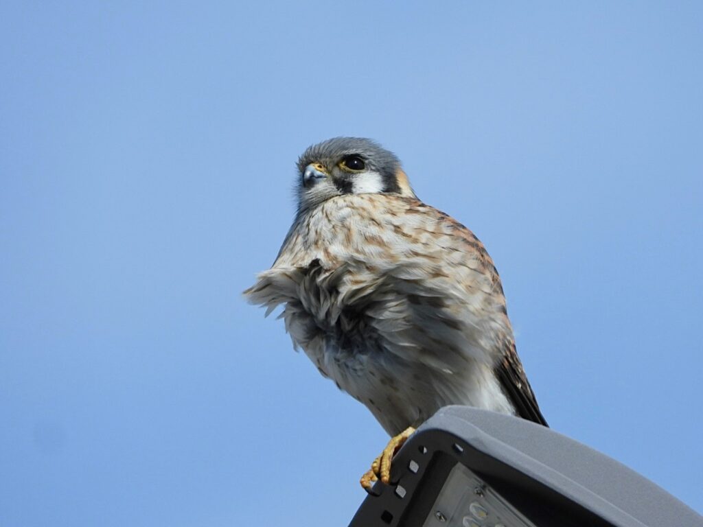 A small American Kestrel perches on a light.