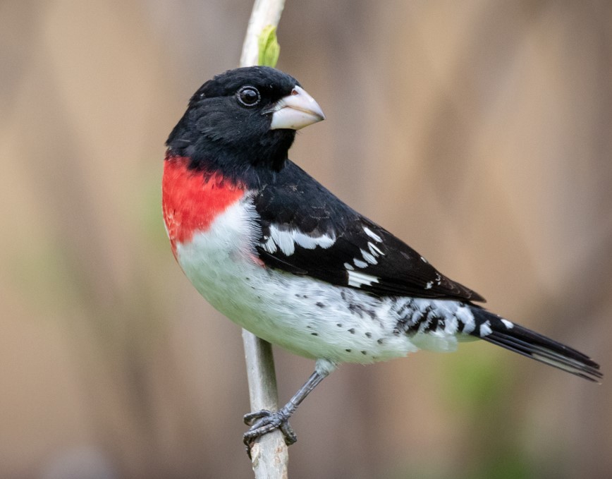 A black bird with a white belly and a bright red chest looks to the right while standing on a branch. It has a pale pink beak. 