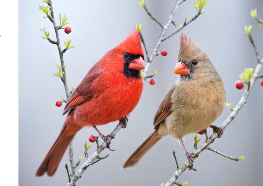 A male cardinal (vibrant red) sits next to a female cardinal (brown with an orange beak) on some branches with berries.