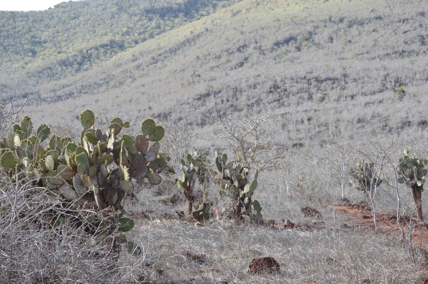 OpuntiaCactus0472web