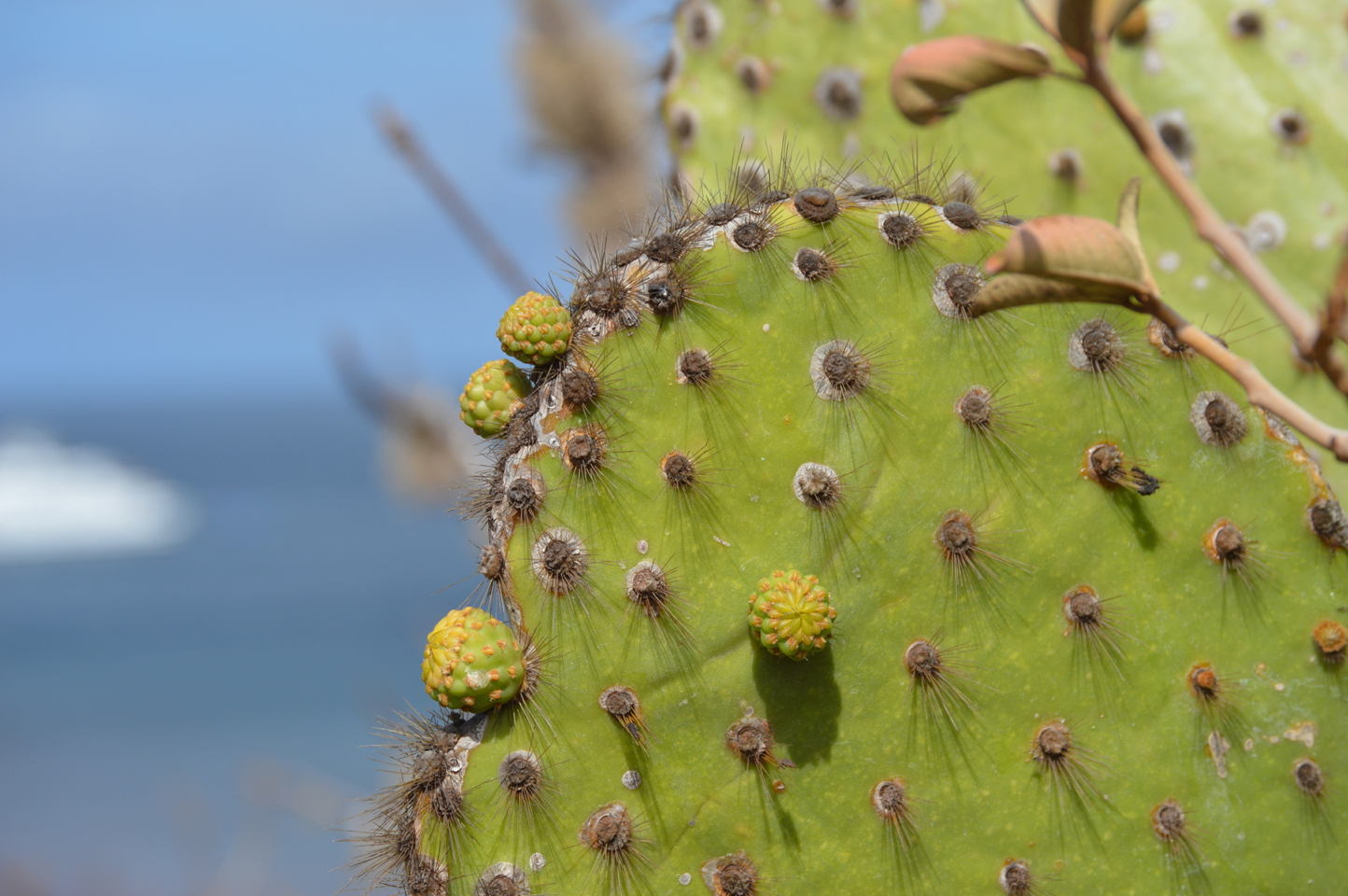 OpuntiaCactus0479web