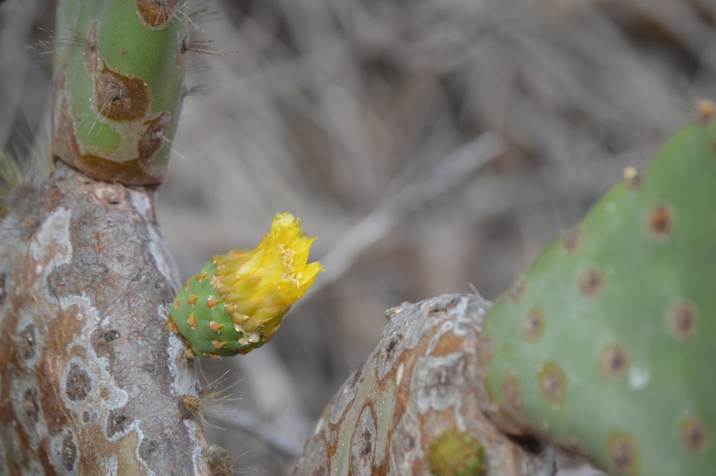 OpuntiaCactus0508web