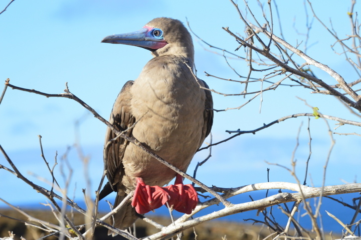 Red-footedBoobieWeb