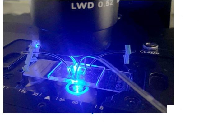 Organ-on-chip device under the microscope