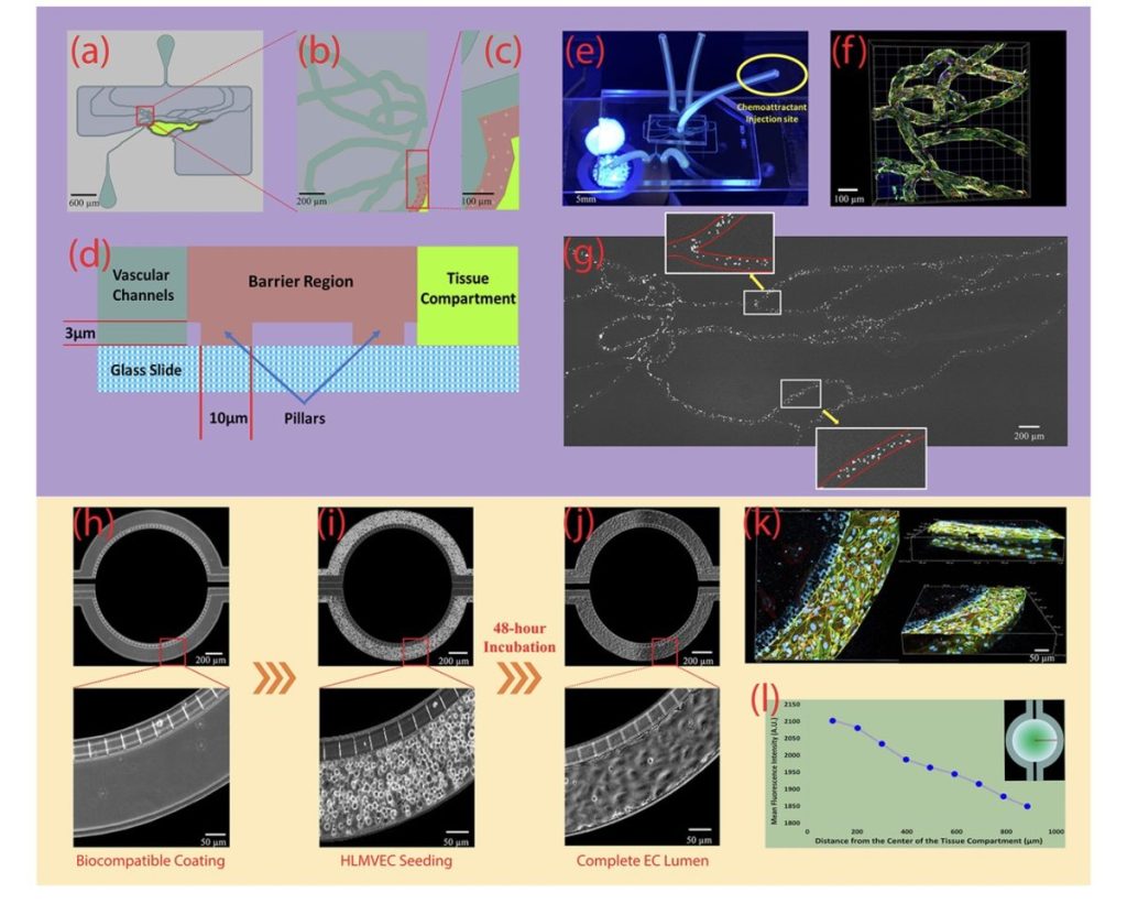 Graphical abstract for the Lab on a Chip 2026 paper on a biomimetic microvascular platform for studying neutrophil–endothelial interactions in sepsis.