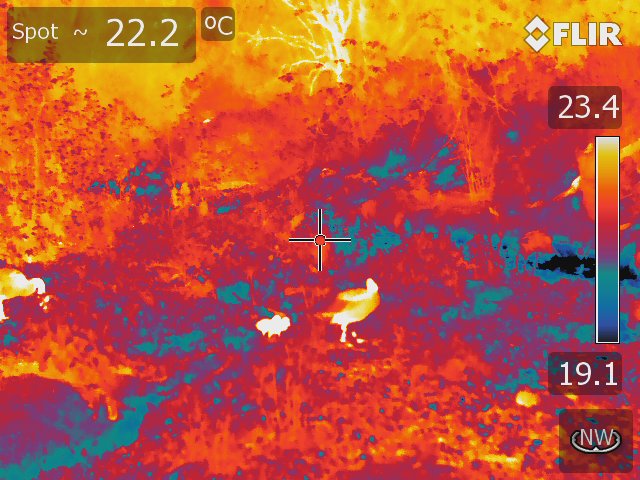 Thermal image of a mother goose and goslings