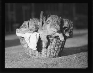 Lion cubs