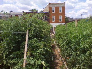 Urban garden in Philadelphia