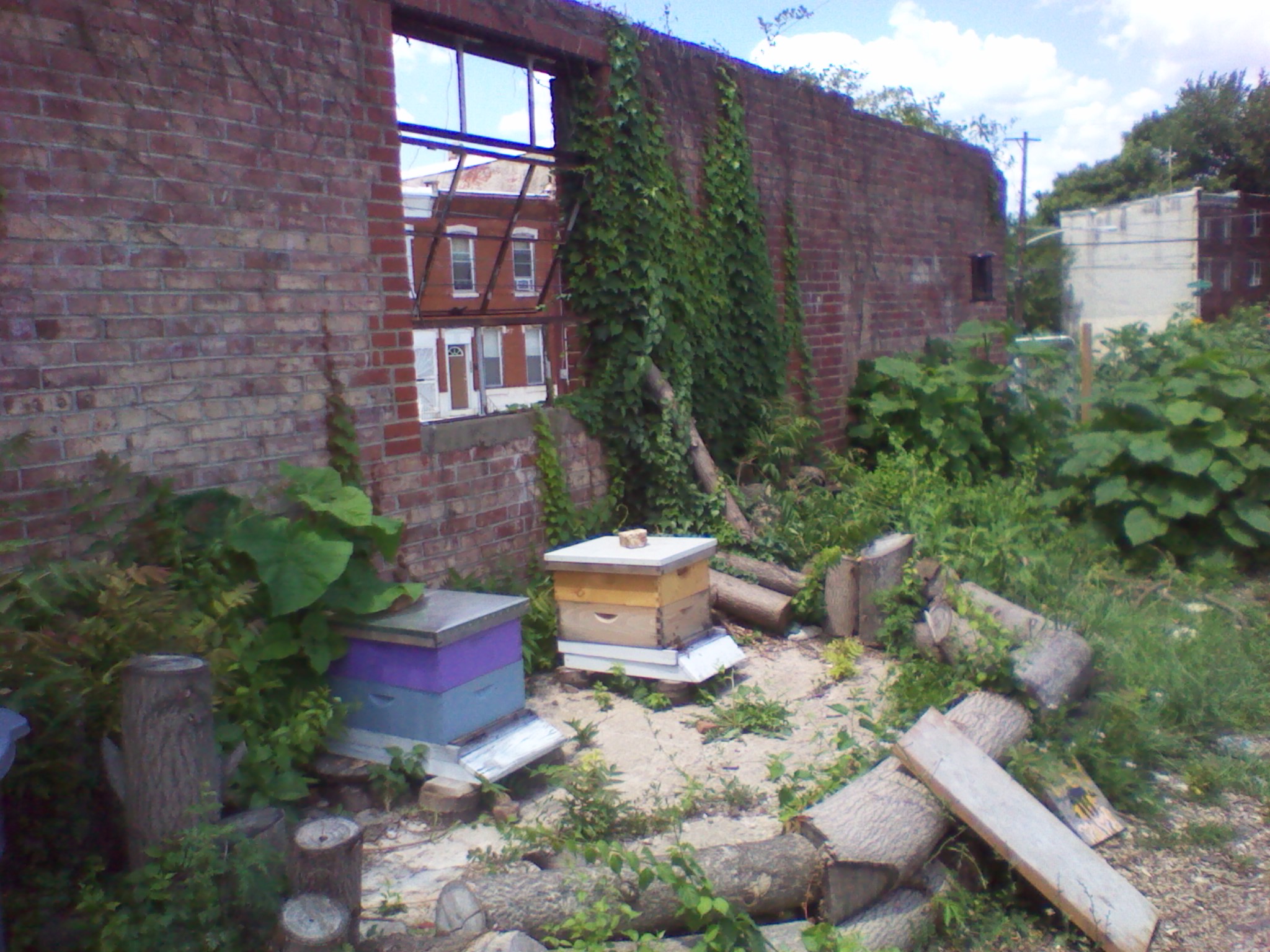 Photo of bee hives in urban garden in Philadelphia