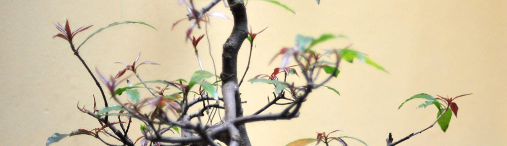 Train the Trainers Workshop