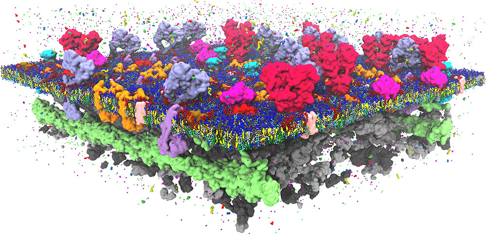 model of the plasma membrane in full complexity