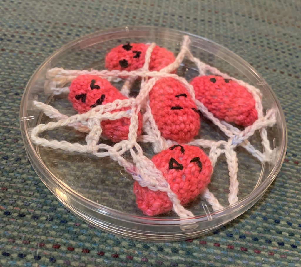 Crocheted biofilm in a large petri dish