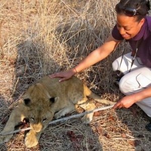 Woman petting a lion cub that is playing with a stick in dry grass.