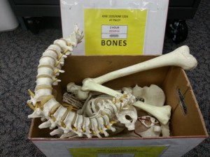 Cardboard box with fake spinal column and femurs visible.