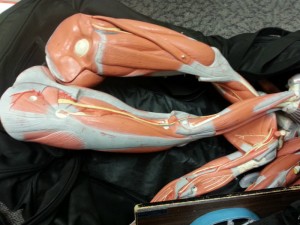 A box of anatomically correct plastic muscles on individual limbs.
