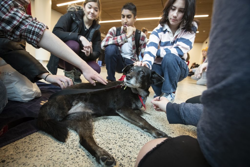 Therapy dogs in Charles Library, therapy dog in foreground, students in background petting the dog. 