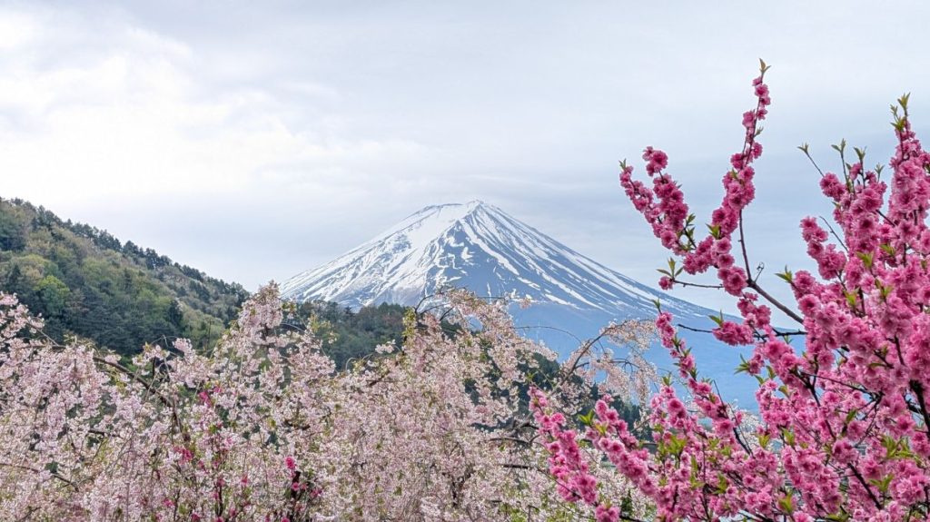 Cherry blossoms with Mt Fuji