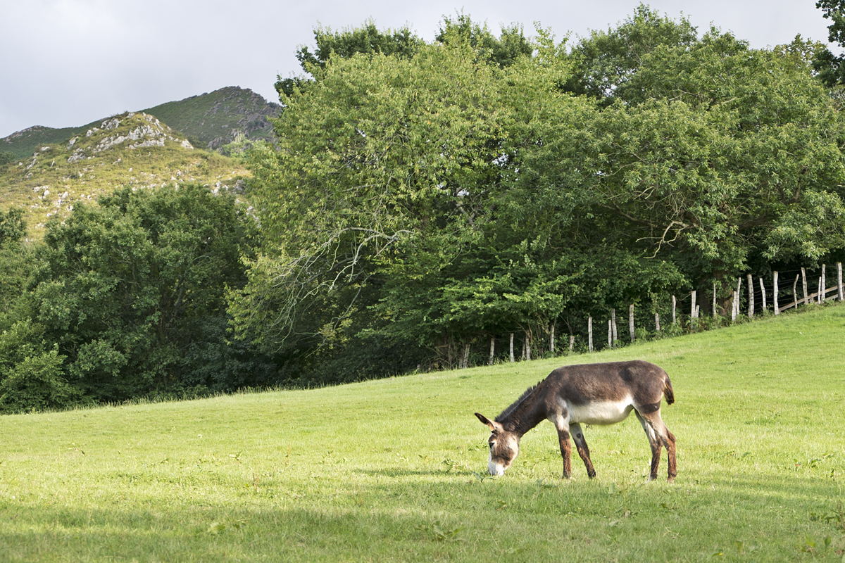 Photo of Platero