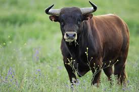 Bull in a pasture