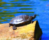 Turtle basking in sun