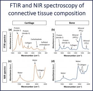 FTIR and NIR spectroscopy of connective tissue composition