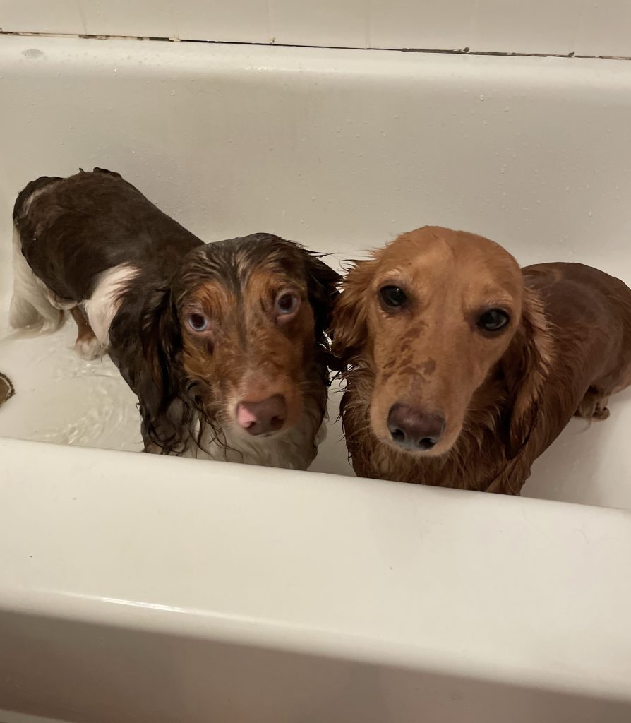 Hannah Tardie's two dachshunds.