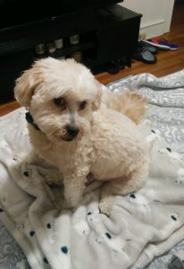 Jasmine's aunt's dog