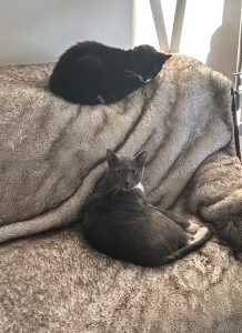 Jasmine's cats