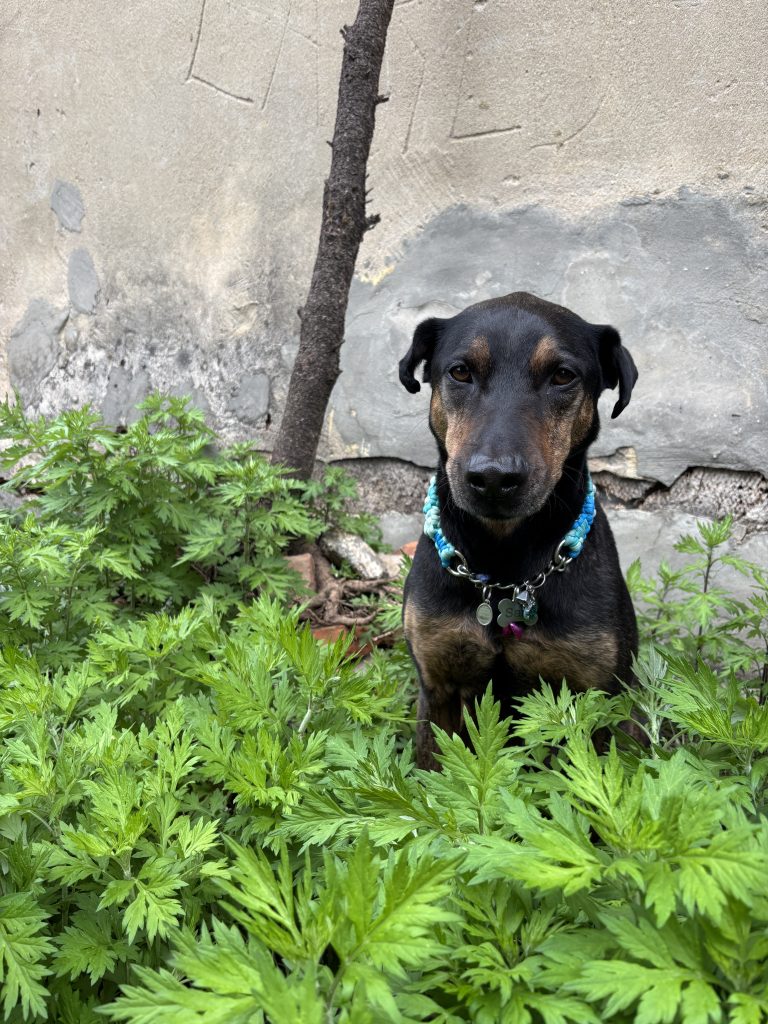Dog sitting in the yard
