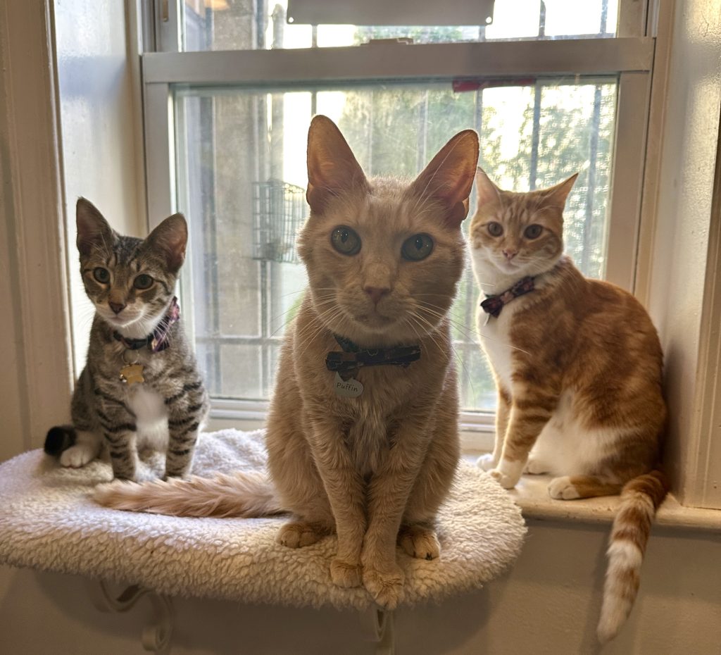 Three cats on a windowsill