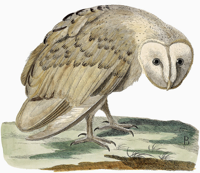 sad owl image